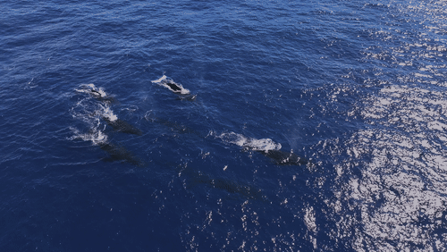 Humpback Whales Aerial animated gif