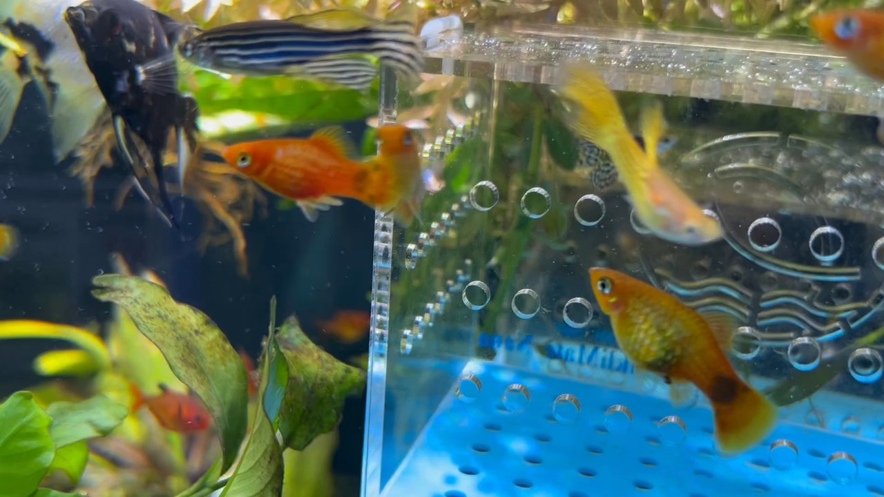 Aquatic Pets & Reptiles - Aquarium Services Near Me - Clovis, California