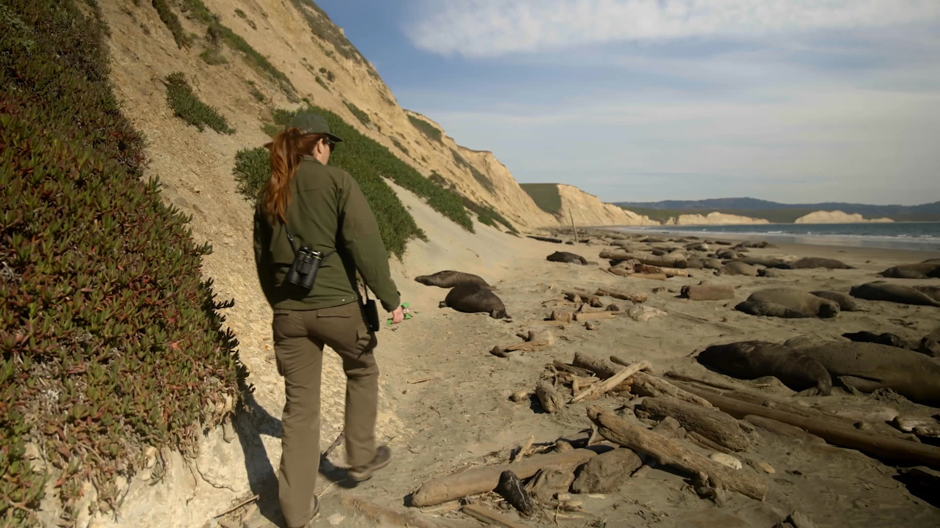 A field worker walks carefully among elephant seals on a rocky beach beneath steep coastal cliffs, then kneels beside a seal and records notes. An older woman speaks about the animals and the shy pups, emphasizing the risks of working near wild seals.