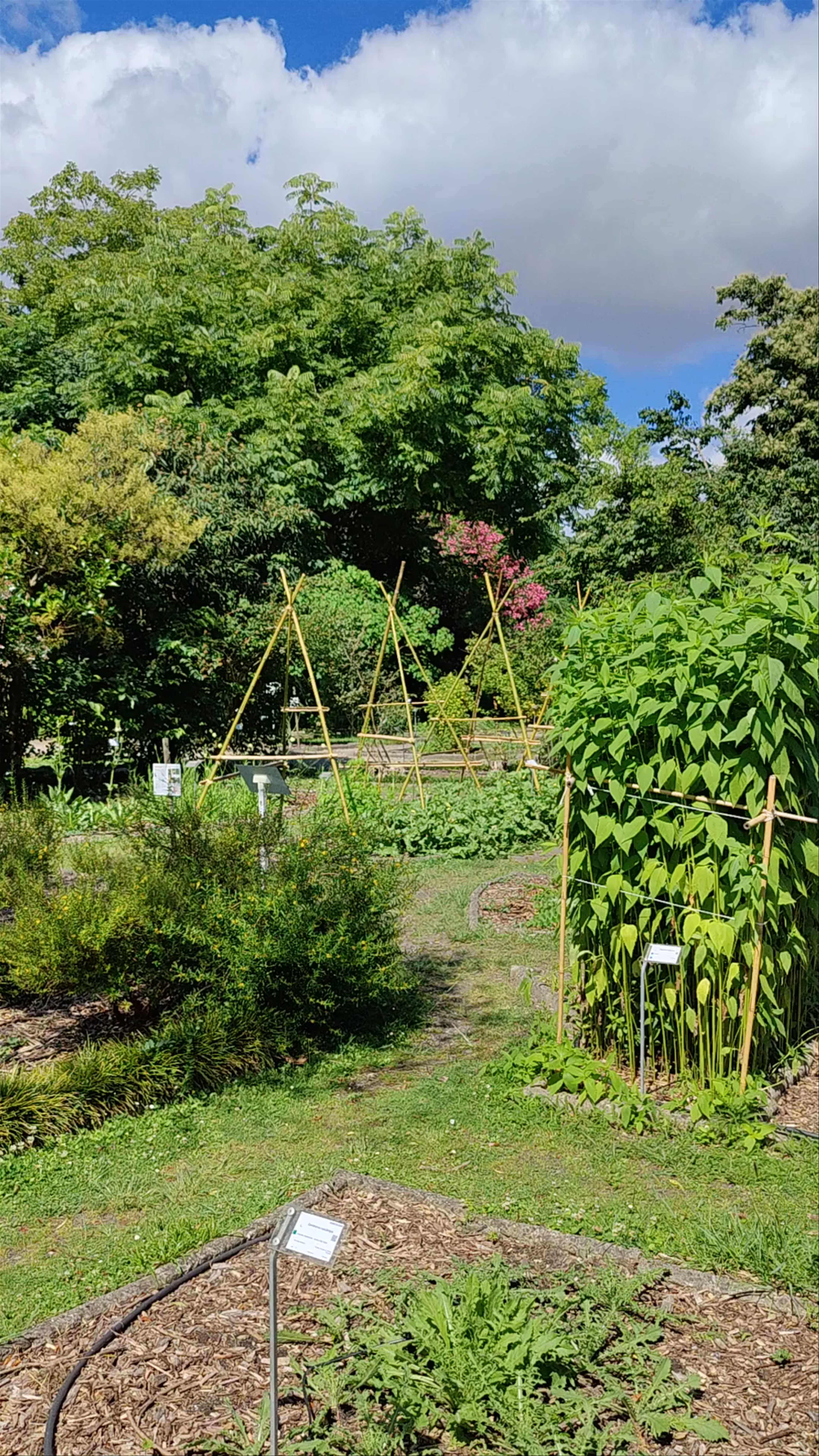 Jardin Botanique