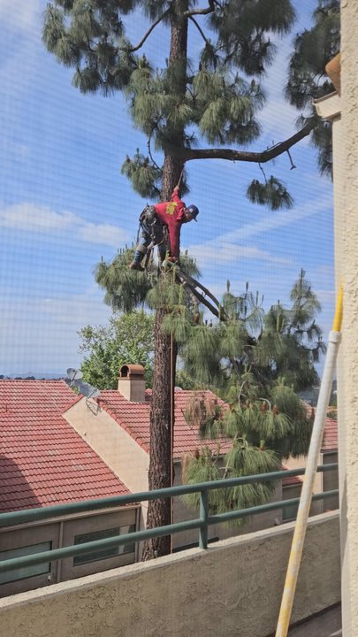 Zamora Tree Services - Tree Services Near Me