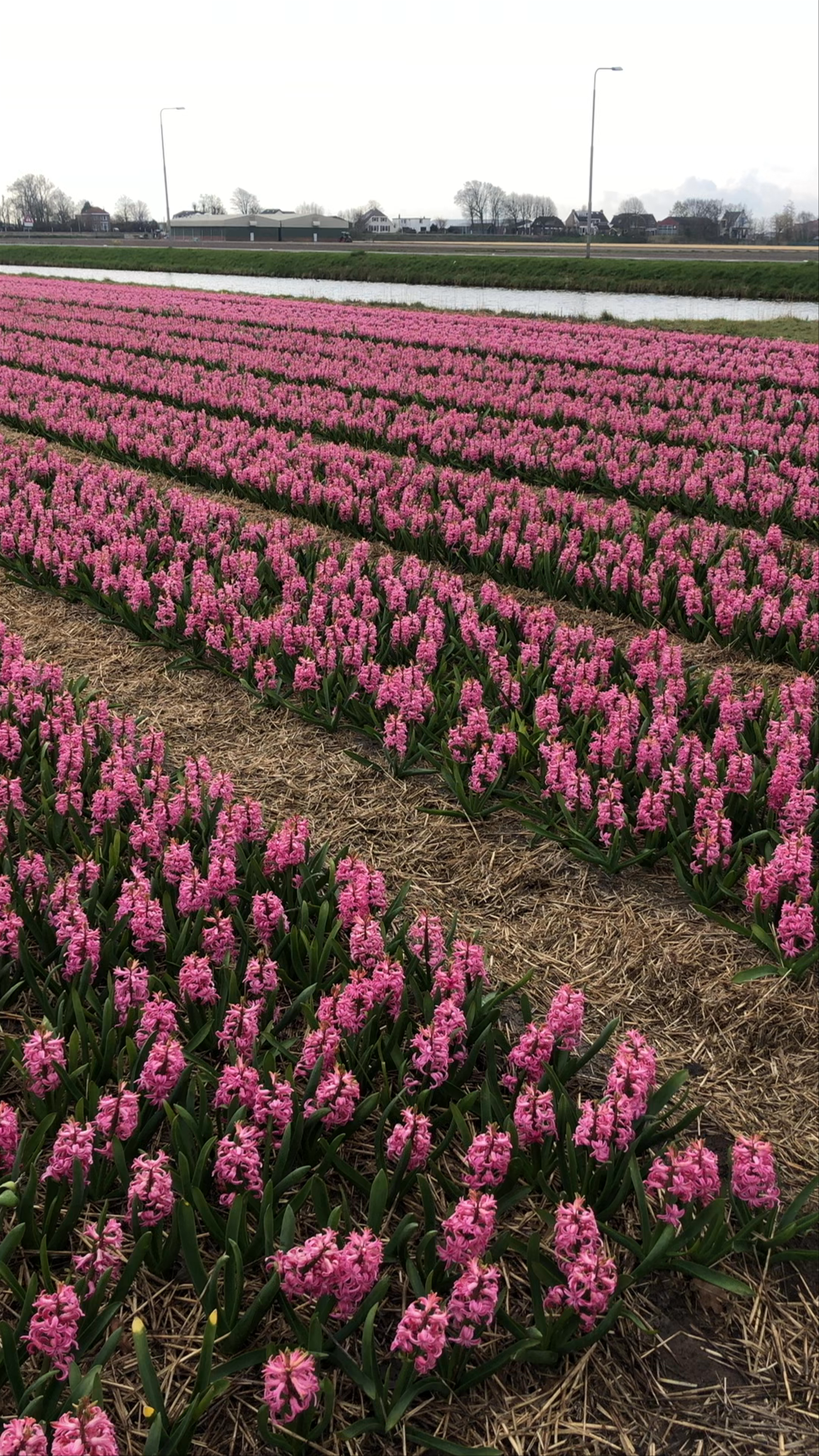 Blooming Hyacinths at FAM Flower Farm in Lisse, Netherlands