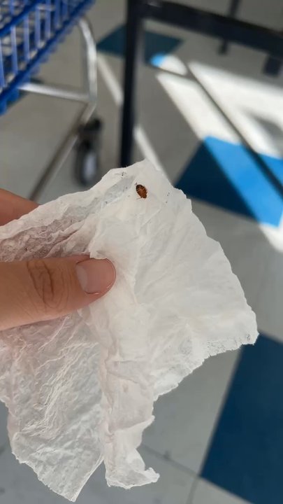 Abilene Tumble Wash - Squashed bed bug on napkin. - Laundromat Near Me - Abilene, Texas