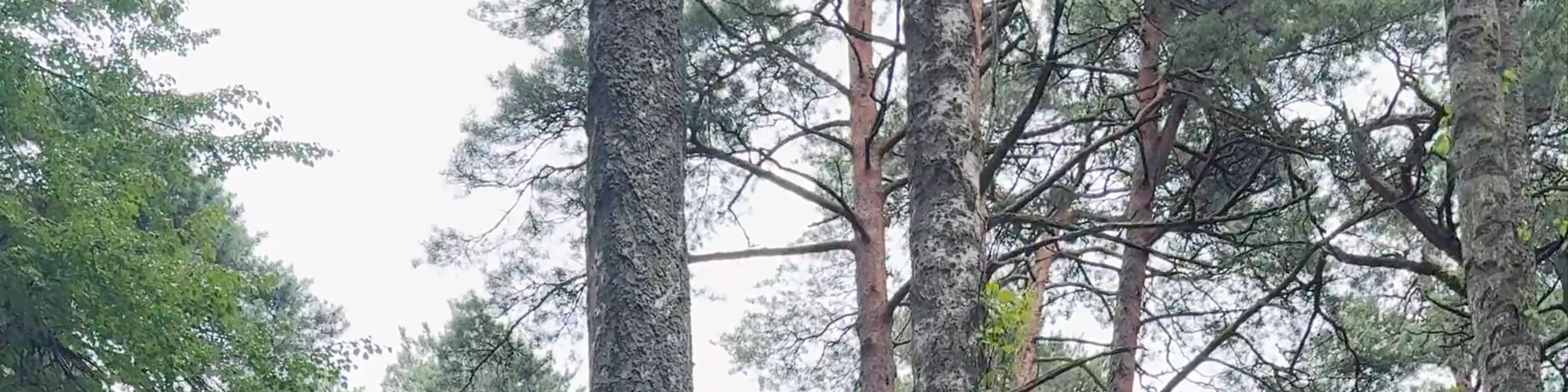 Парк Дзинтари