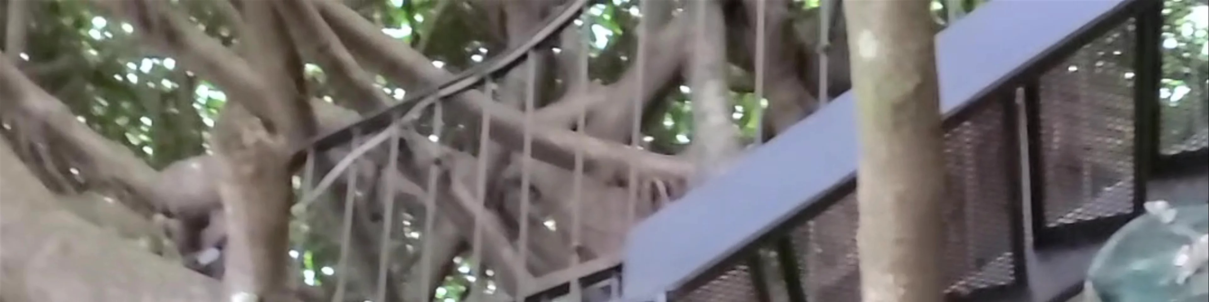 Tree House Restaurante