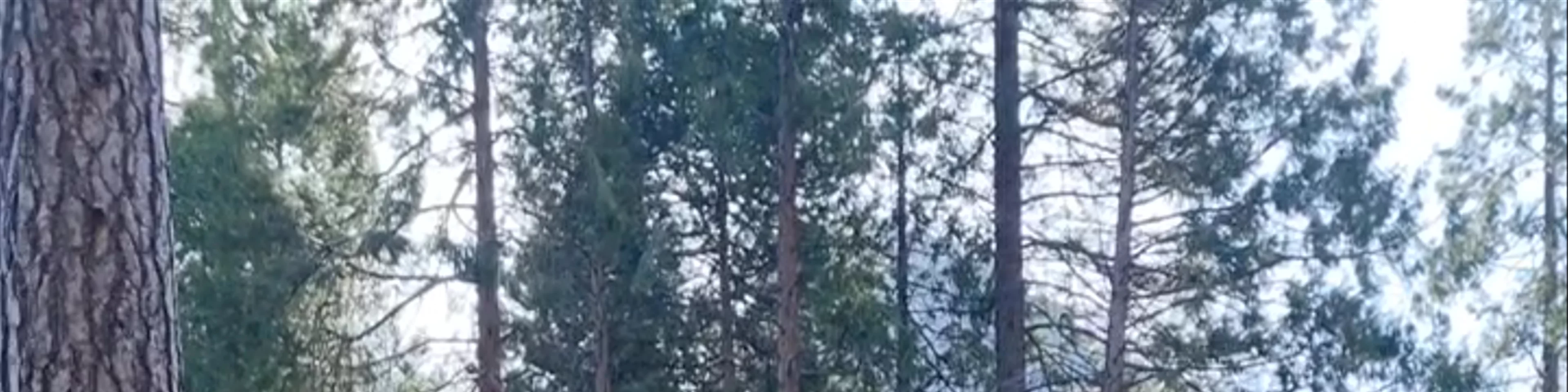 Upper Pines Campground
