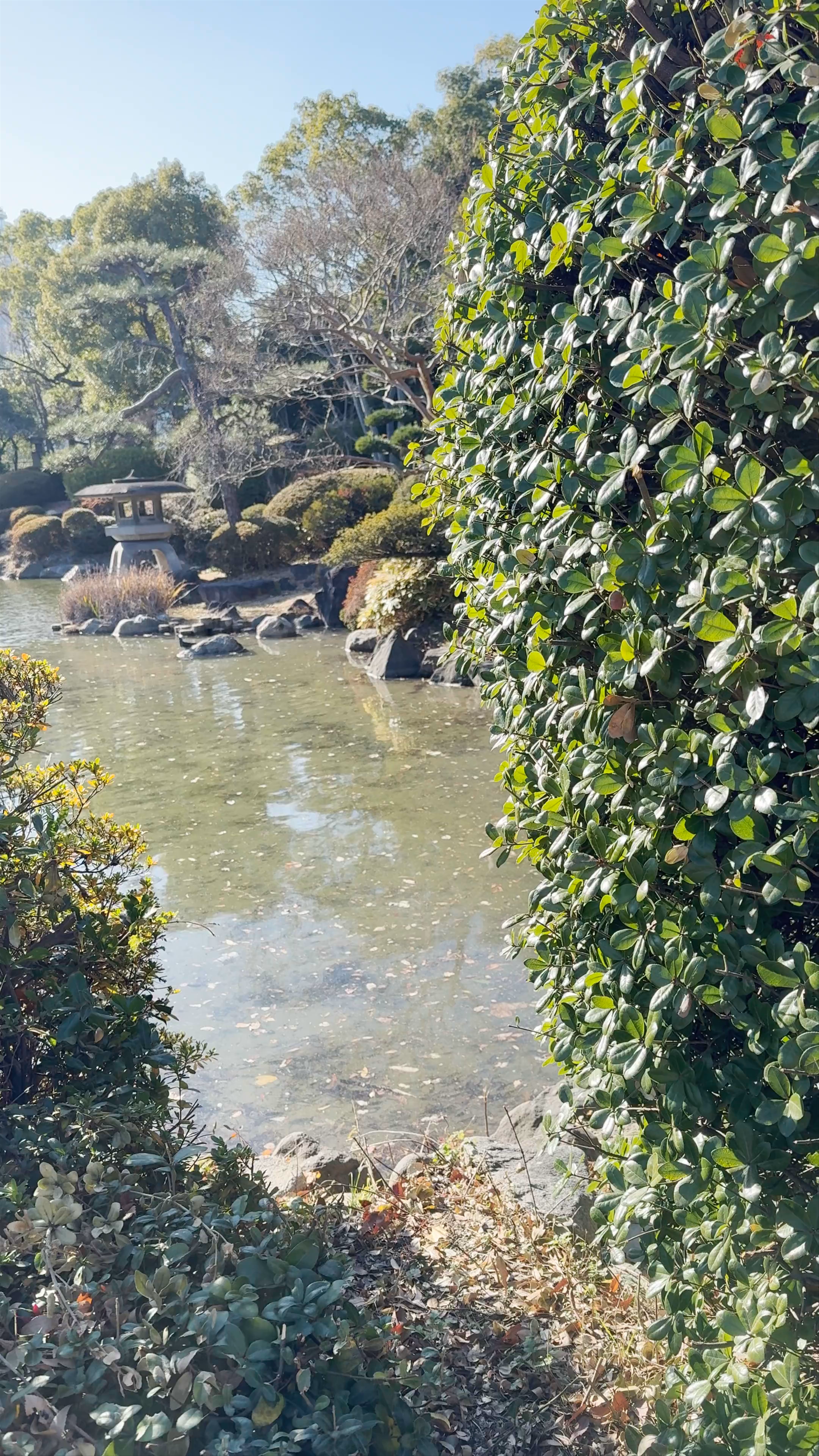 Autumn Garden Serenity in Osaka, Japan