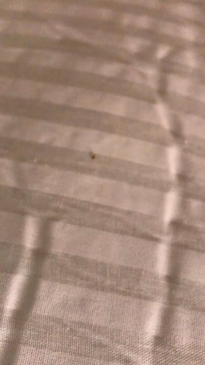 Hatteras Realty - Bed Bugs Dream Machine Frisco - Property Management Near Me - Avon, North Carolina