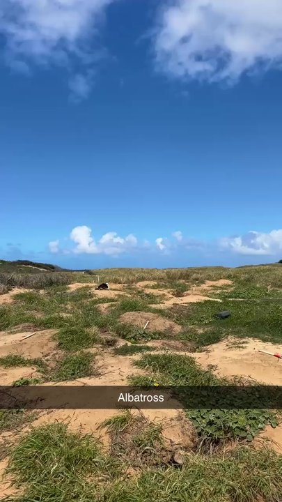 Kaena Point State Park - Albatross - Beaches Near Me - Waianae, Hawaii