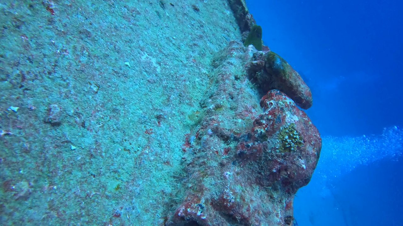KYALAMI CHARTERS DIVES - Moray at the Jupiter Wreck Trek. - Scuba Diving Near Me - Jupiter, Florida