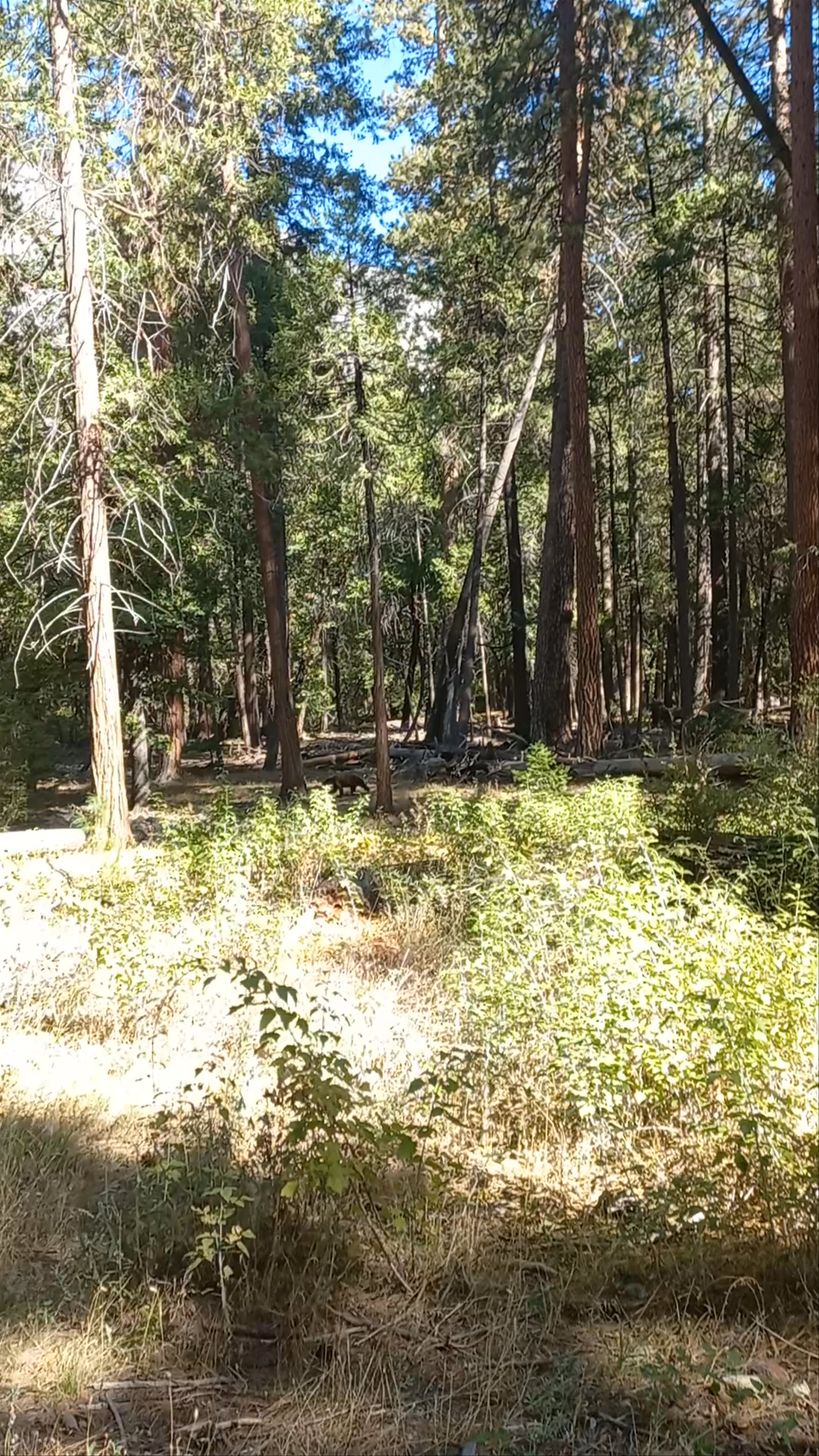 Wildlife Encounter at Yosemite Valley Visitor Center