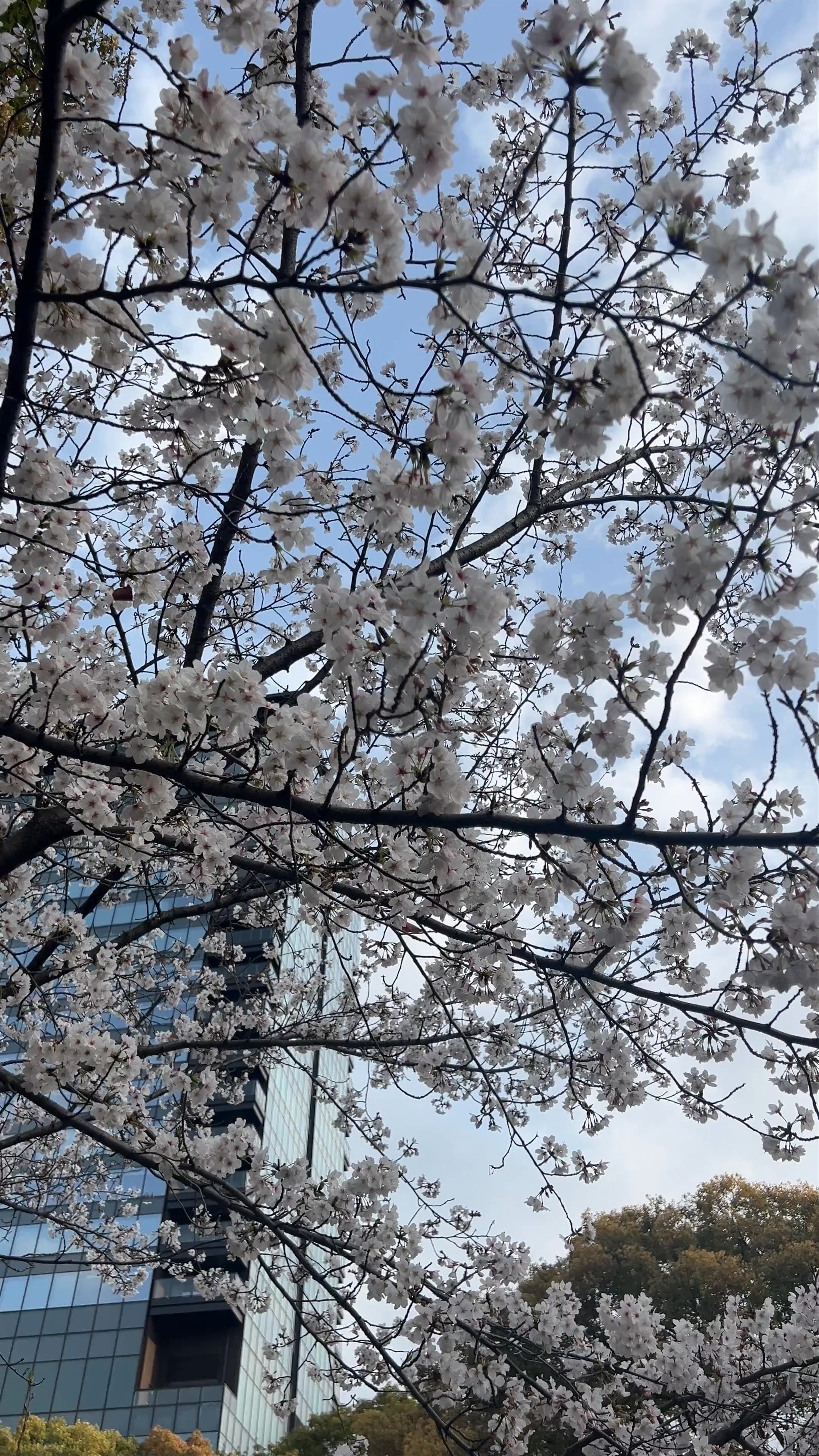 Serene Cherry Blossoms at Osaka Castle Park