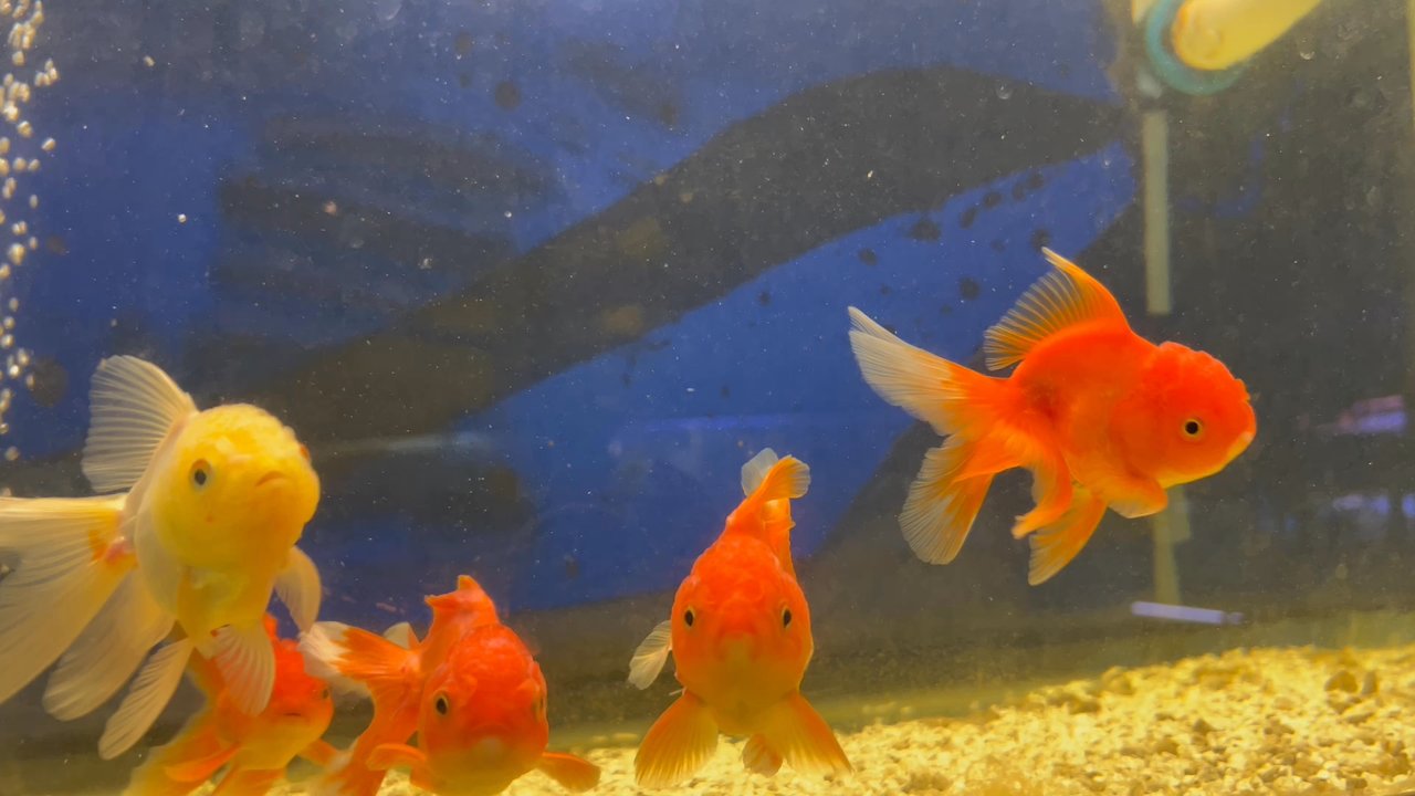 Vallejo Aquarium - Gotta love the large oranda - Pet Stores Near Me - Vallejo, California