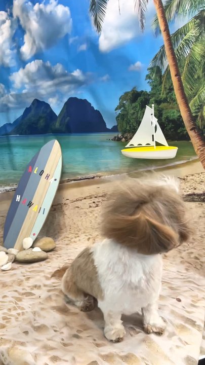 Highland Pets - Aloha  Hawaii  Free monthly themed picture with every grooming service - Pet Groomers Near Me - Holladay, Utah