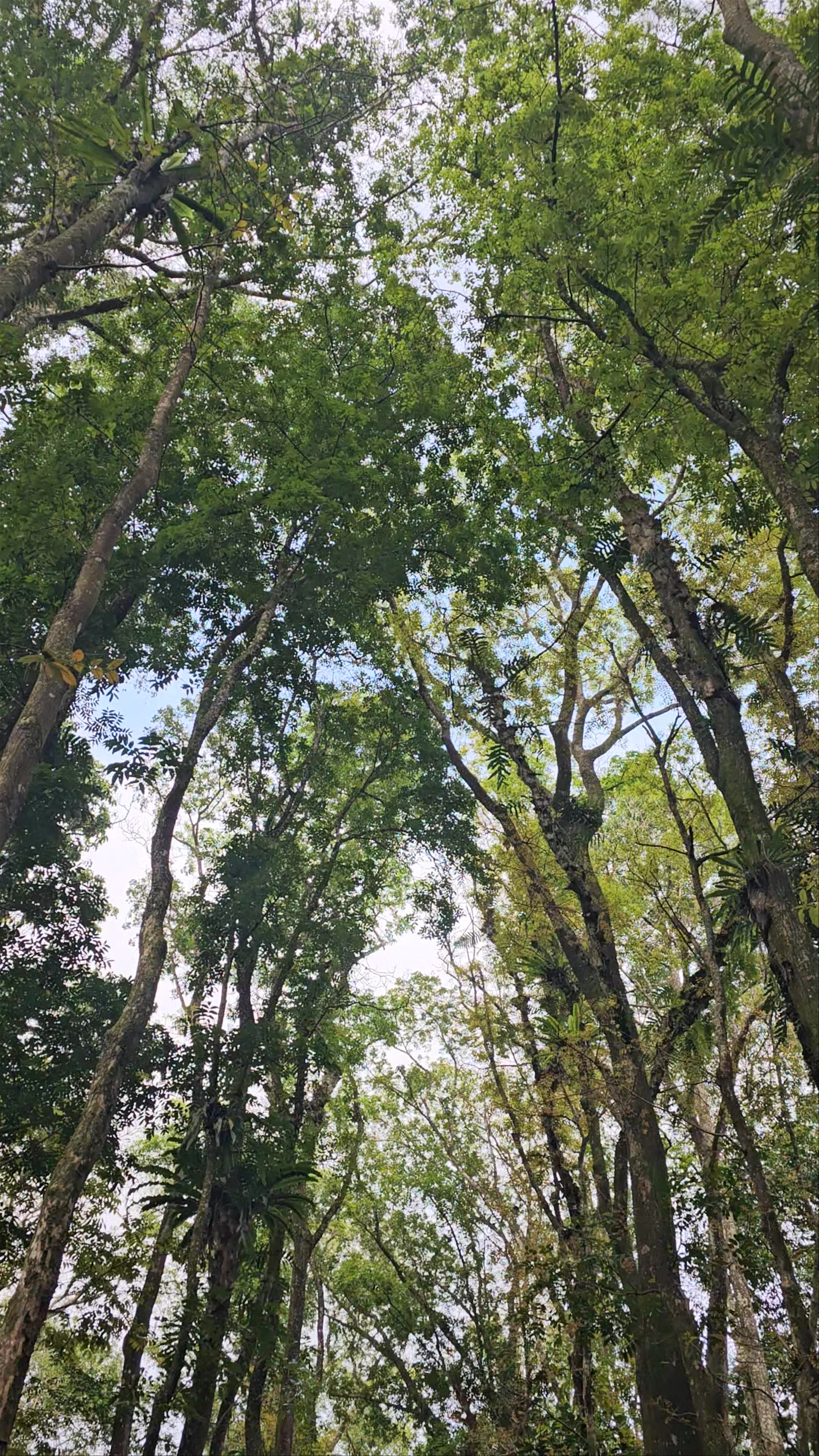 CEDAR: Peaceful Forest Escape in Impasug-ong, Bukidnon