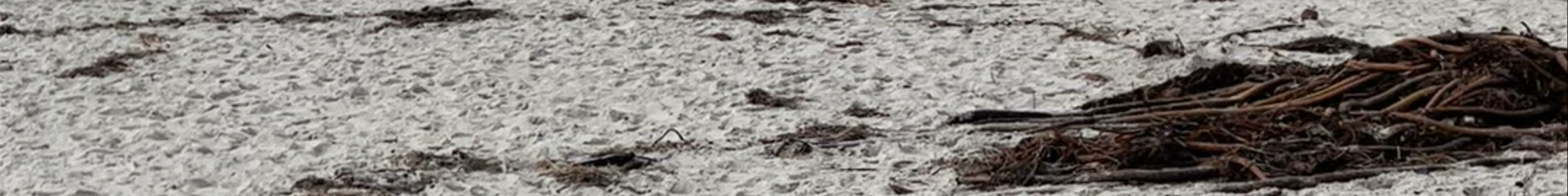 Tours & experiences in Pacific Grove