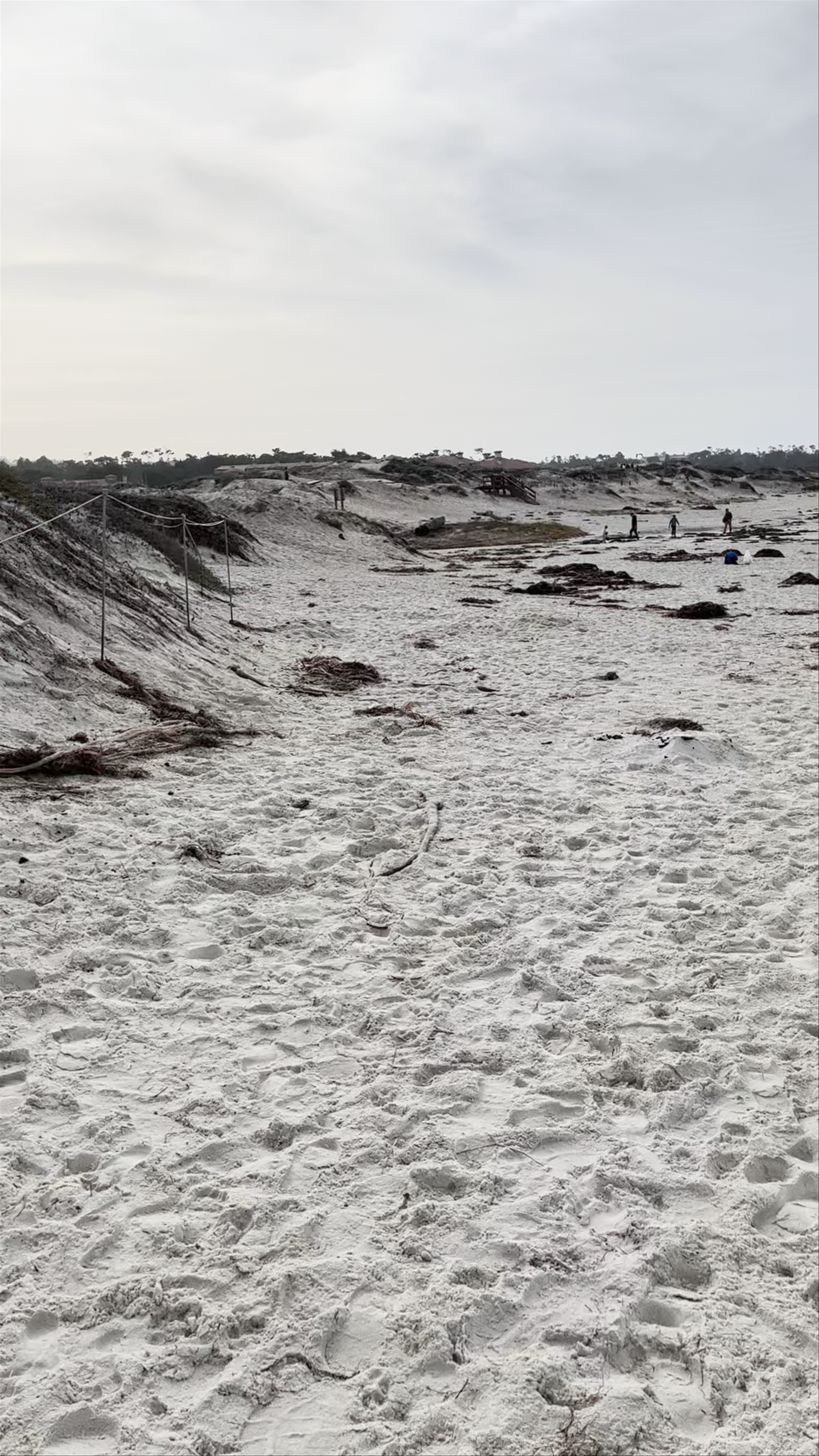 Asilomar State Beach: Serene Coastal Escape in Pacific Grove, California