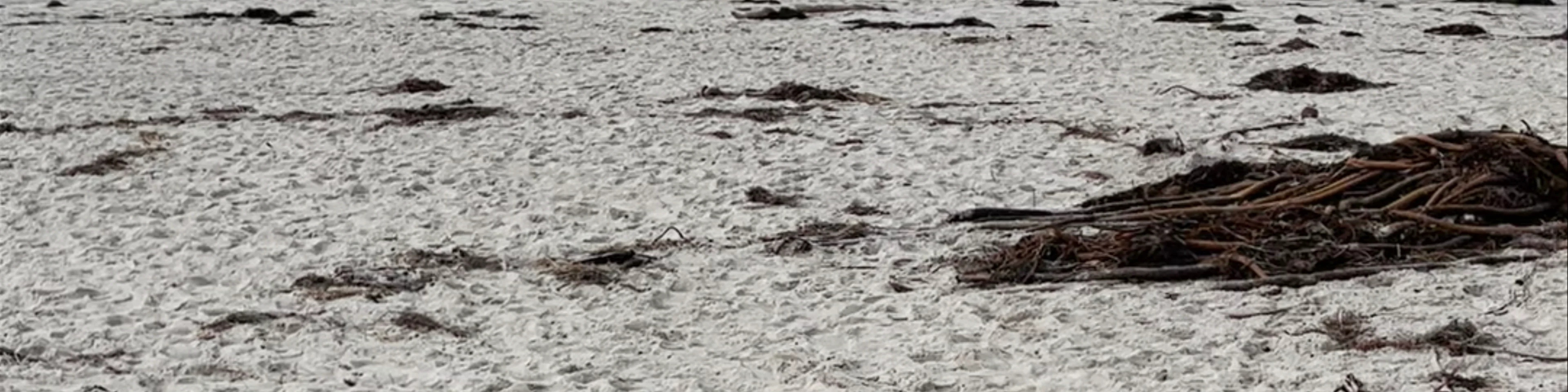 Asilomar State Beach