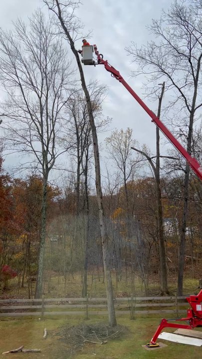Rich's Complete Tree Service - Cutting one of our dead trees - Tree Services Near Me - Pottstown, Pennsylvania
