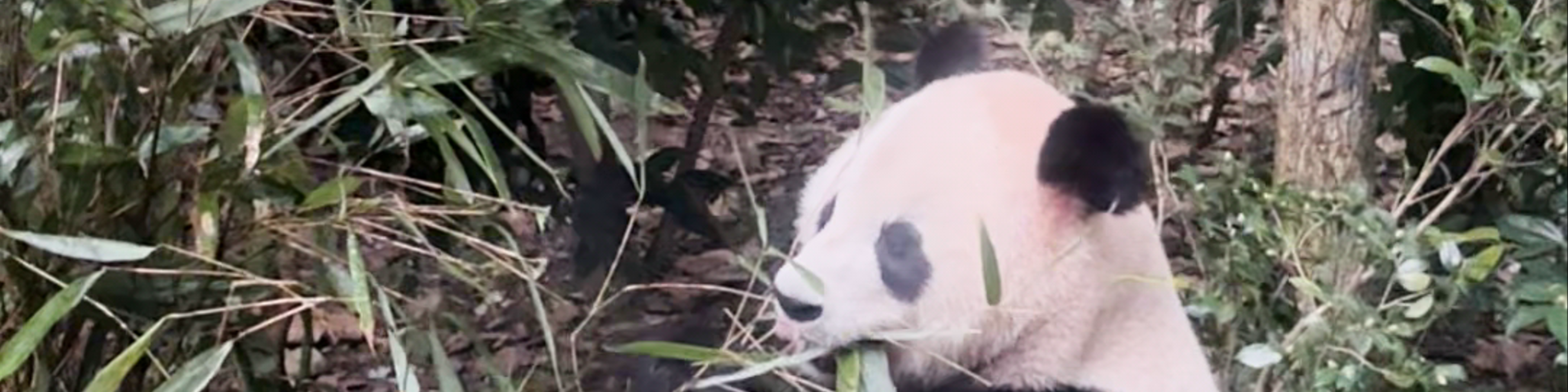 Chengdu Research Base of Giant Panda Breeding