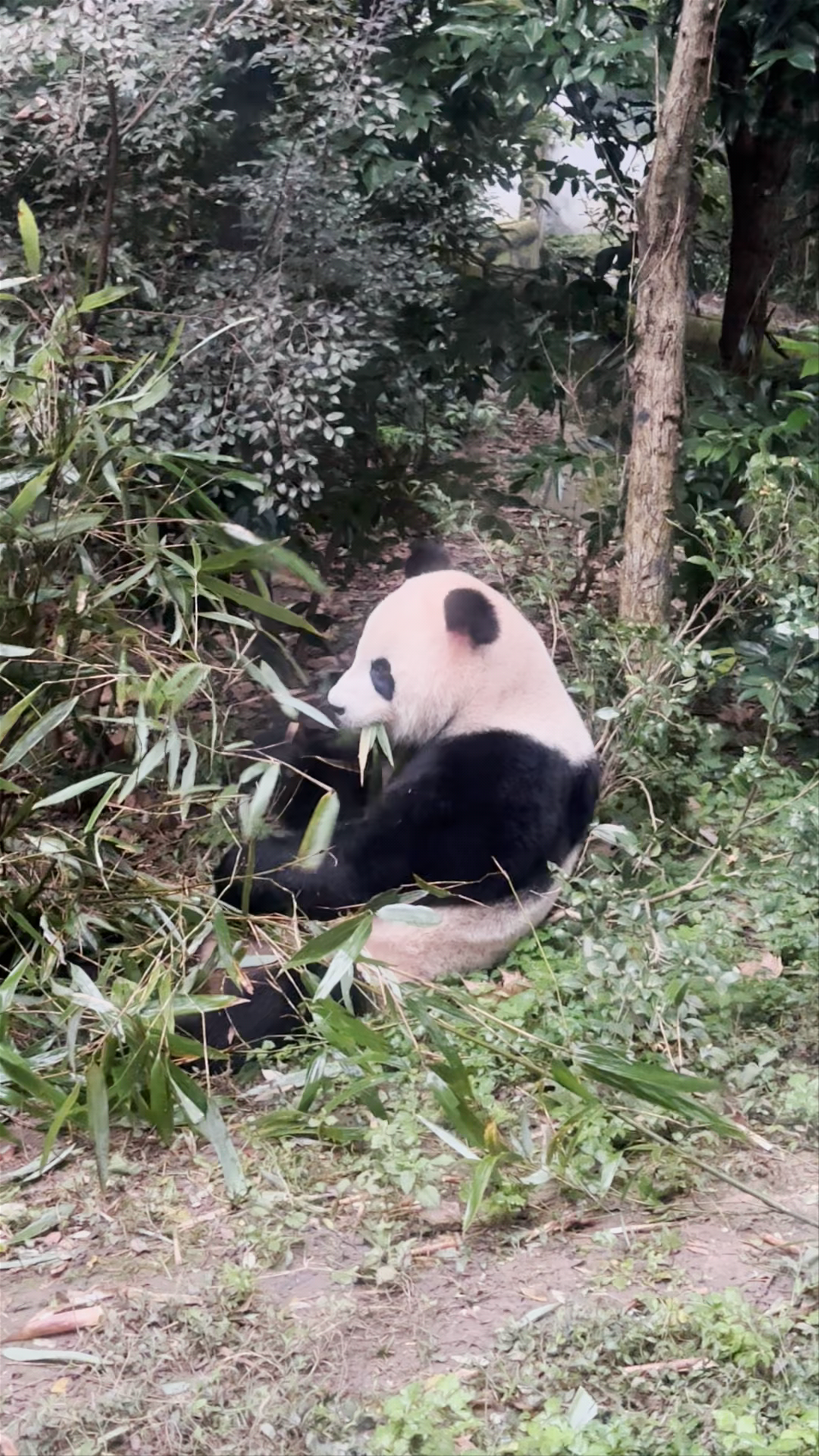 Chengdu Research Base of Giant Panda Breeding: Serenity and Wonder in Sichuan