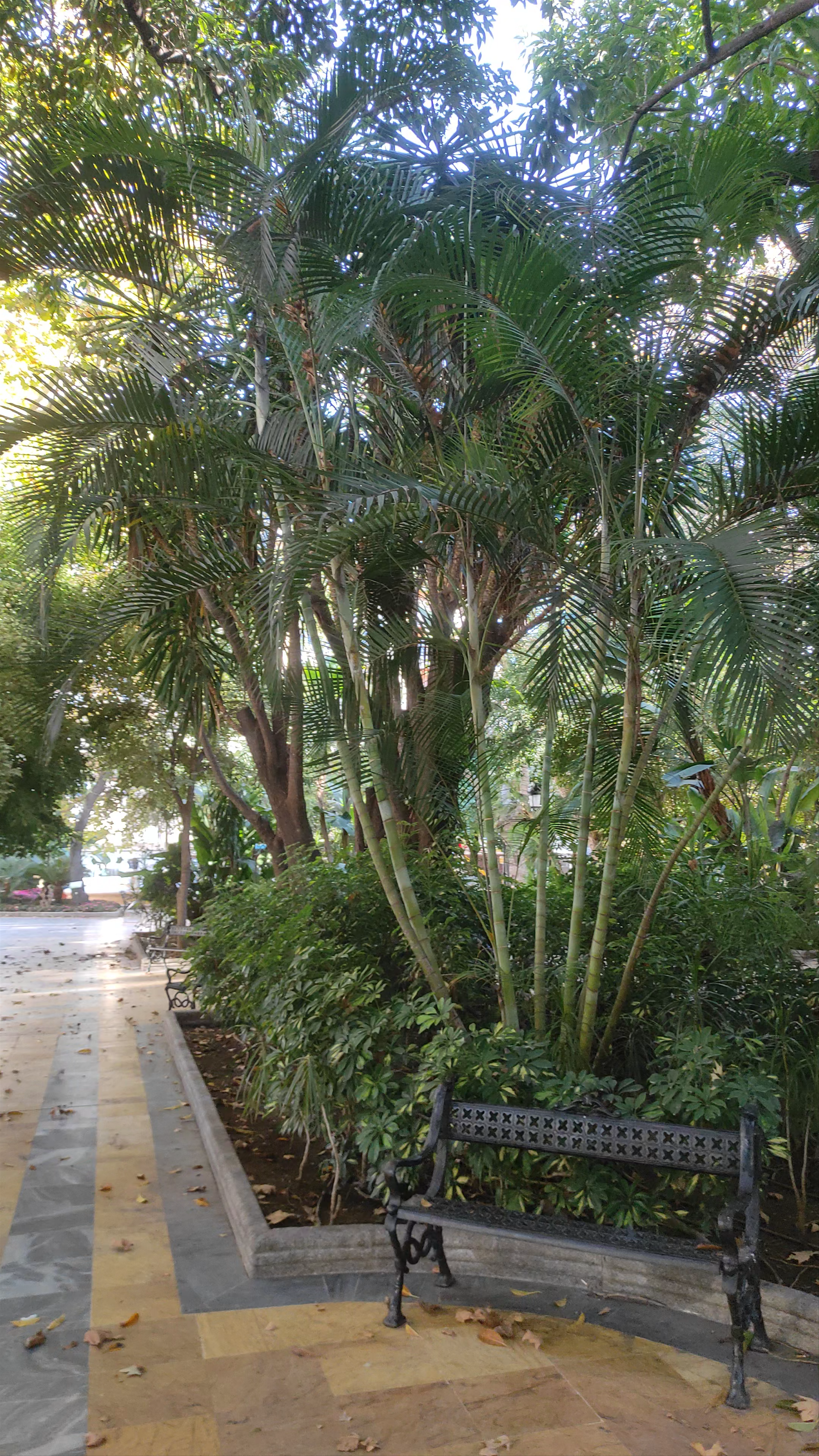Tranquil Morning Walk Through Parque de la Alameda, Marbella