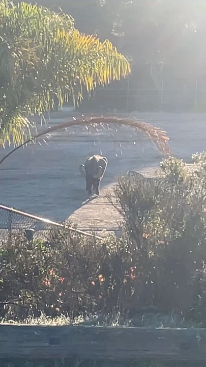 Vision Quest Ranch - Someone woke up and chose violence this morning lol or maybe he just needs some coffee - Bed & Breakfast Near Me - Salinas, California