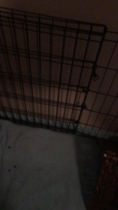 East Bay Rabbit Rescue - He's perfect for my disabled 12 year son !! Um NOT !!! A bunch of lying thieves in this place !!!! - Pet Adoption Near Me - Livermore, California