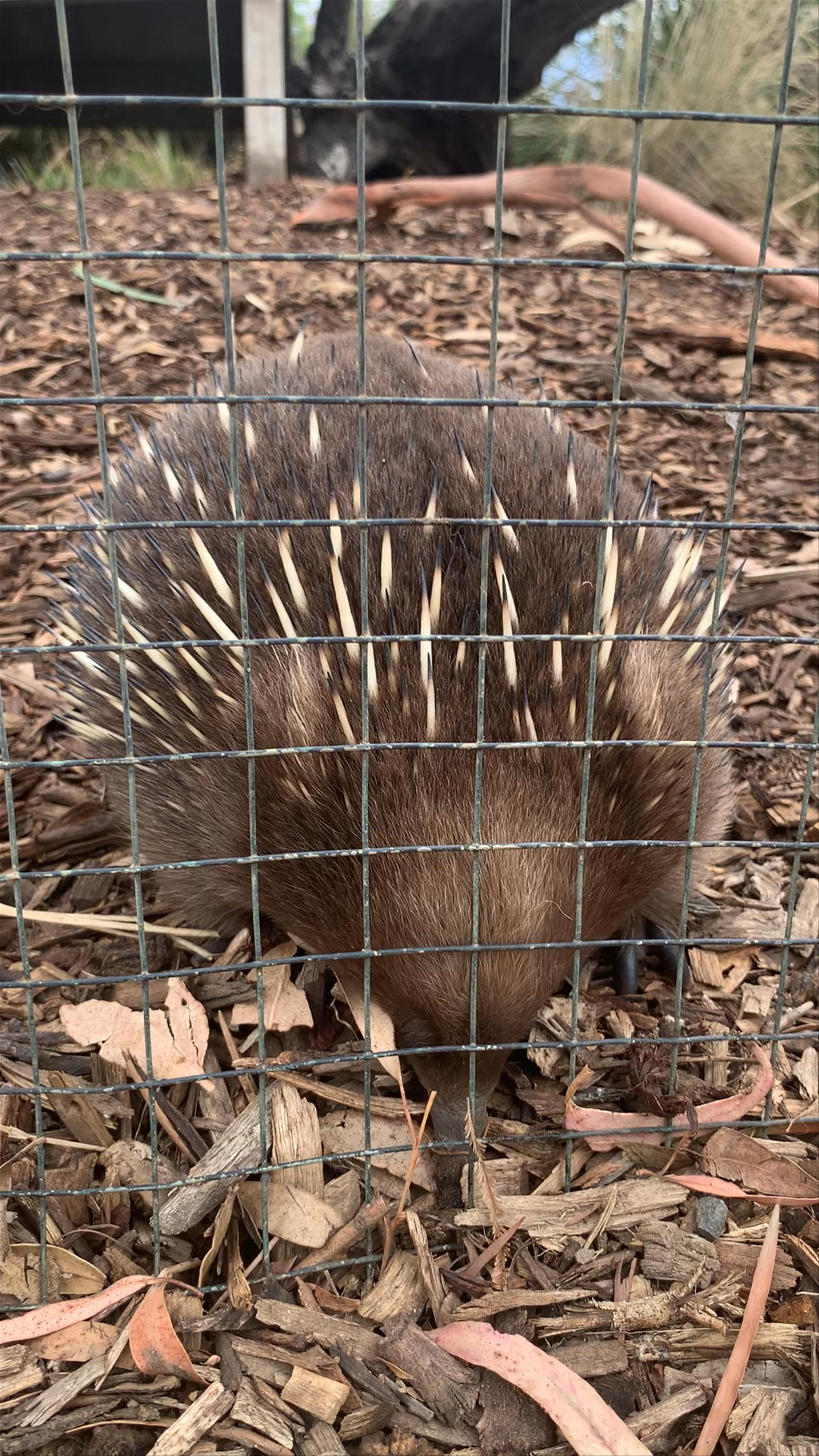 Enchanting Echidna Encounter at Bonorong Wildlife Sanctuary