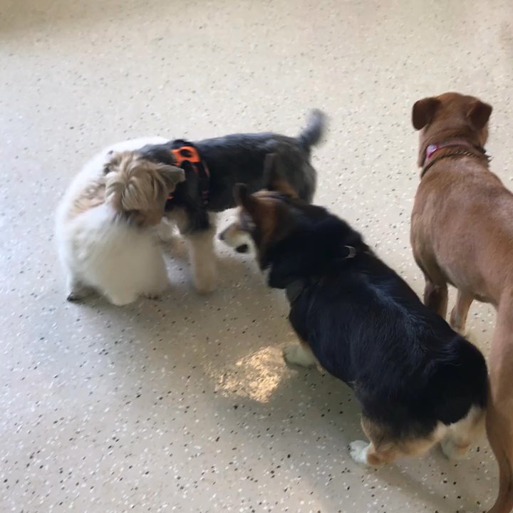 Fluffy Doggy - Always fun time @Fluffy Doggy. - Pet Groomers Near Me - San Mateo, California