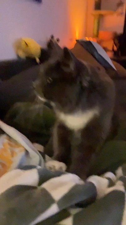 Ace Kitty Rescue Force - Animal Shelters Near Me