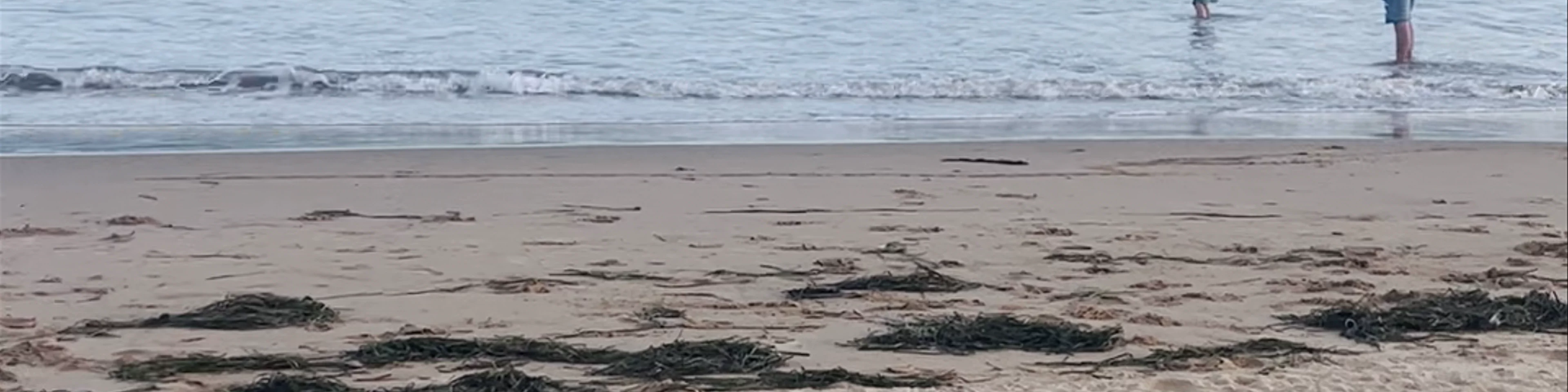 Ocean Beach