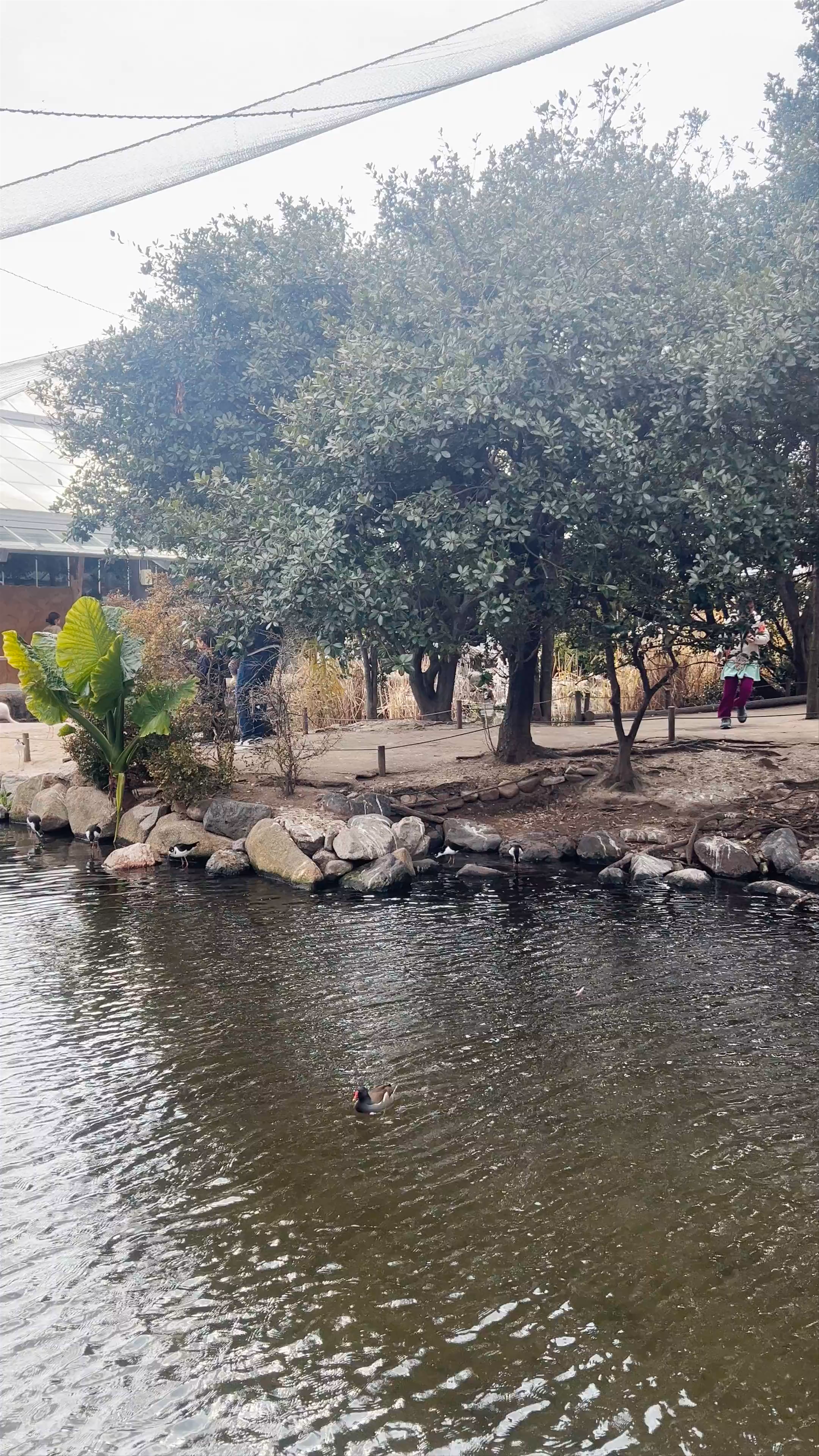 Serene Bird Sanctuary in Tropical Wetland, Kobe