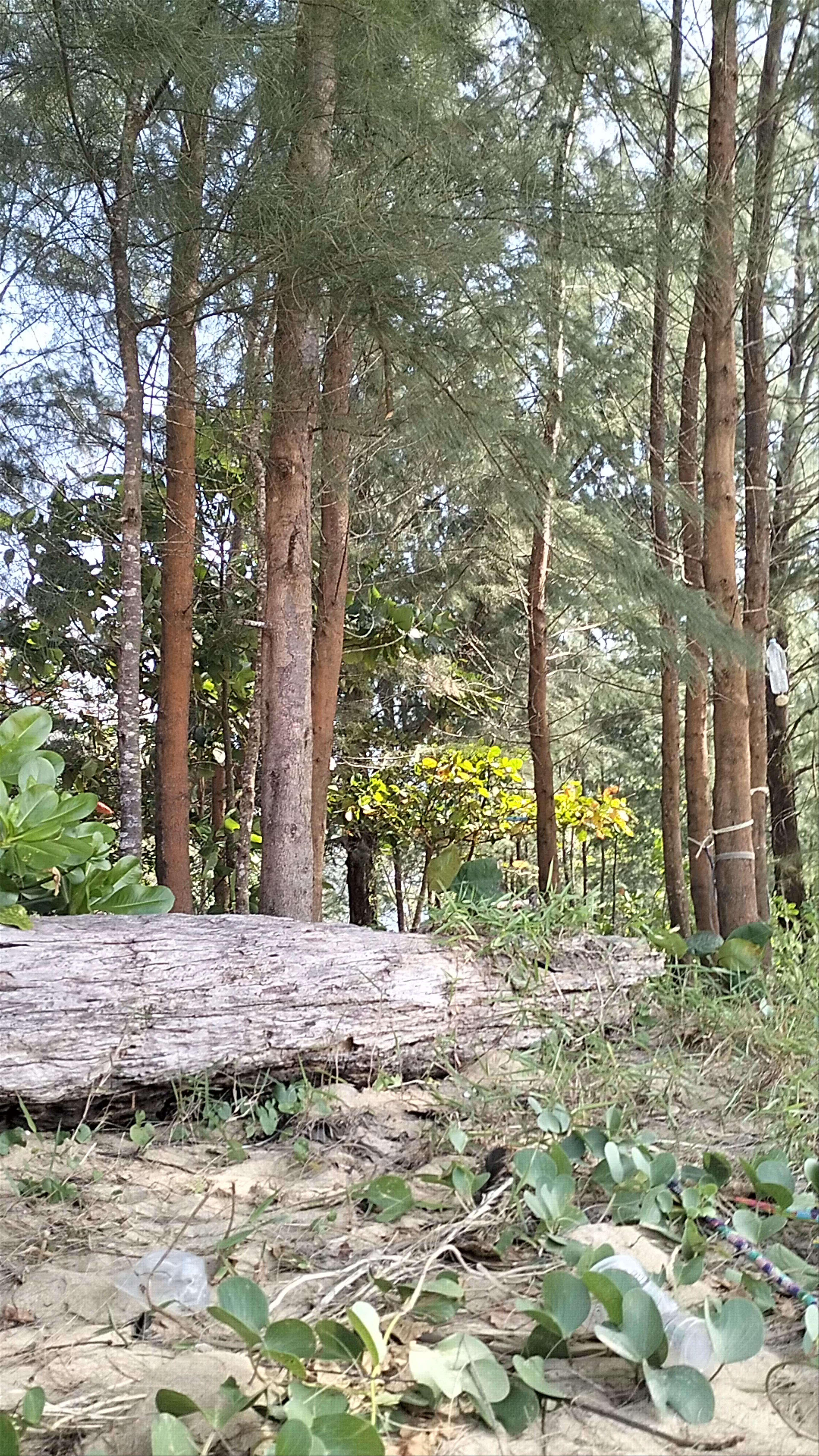 Bang Niang Beach