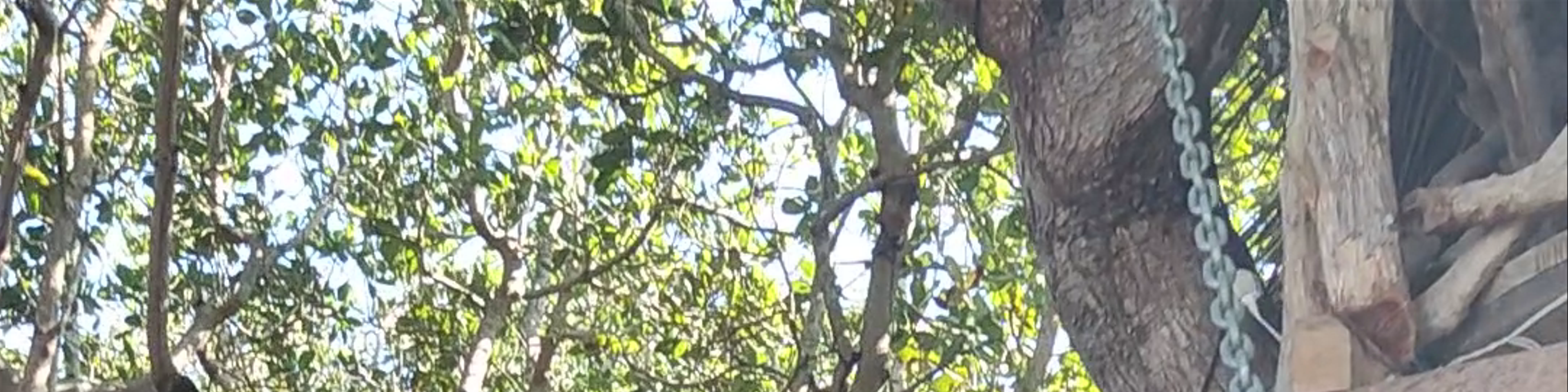 Ceará