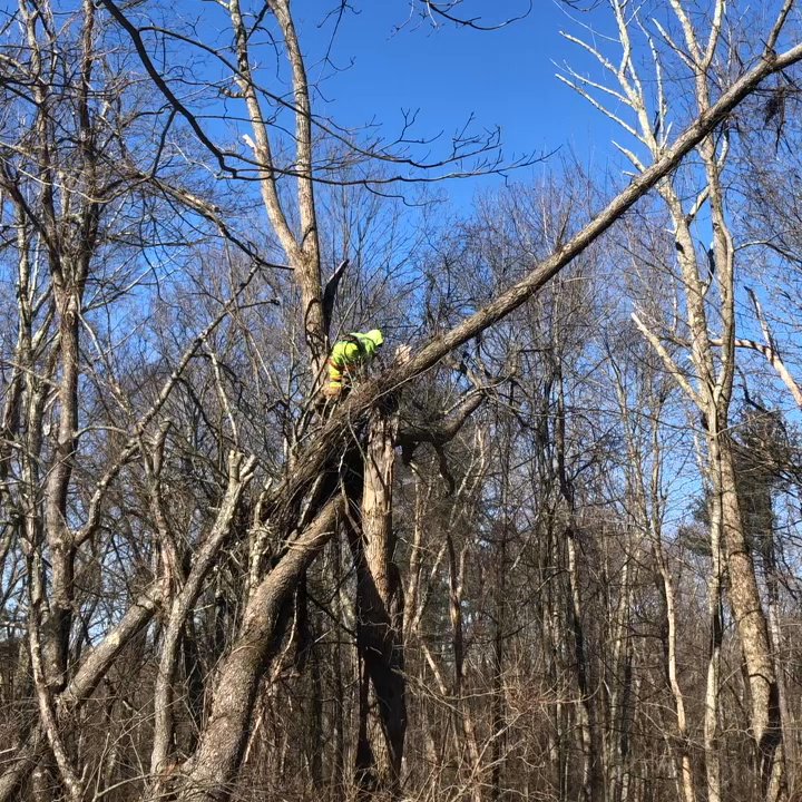 Dextre Tree Service - Storm damage - Tree Services Near Me