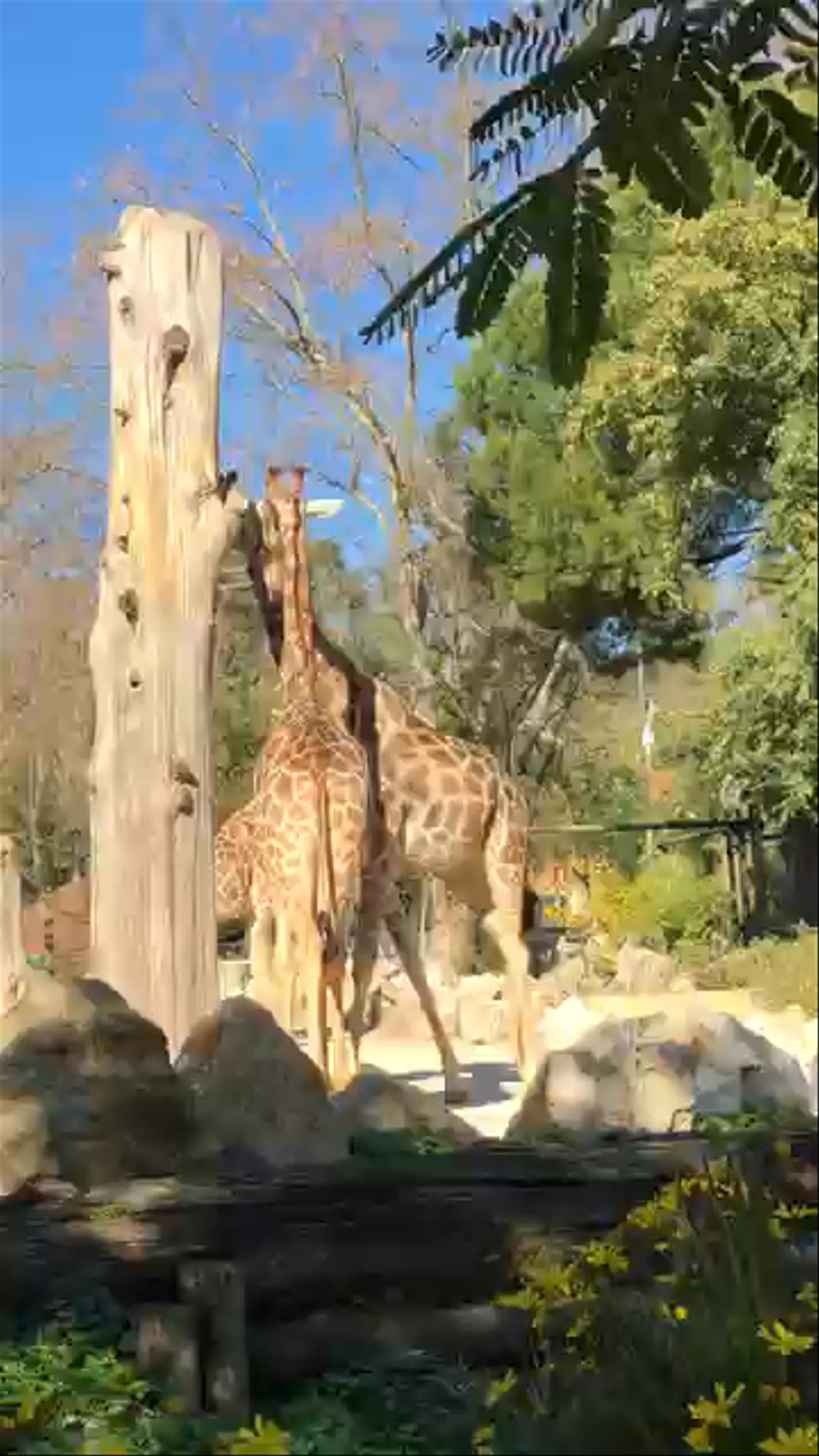 Giraffes at Lisbon Zoo: A Serene Wildlife Encounter