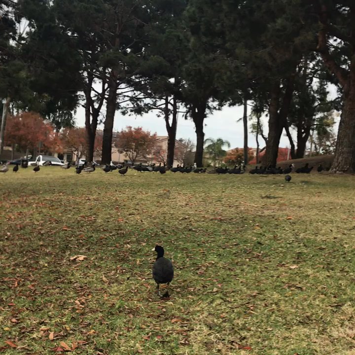 Heritage Park - Tales of the crazy duckies - Parks Near Me - Chula Vista, California