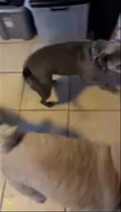 Barkside - Bruno and his friends at Barkside! No wonder he doesn't want to come back home - Dog Walkers Near Me
