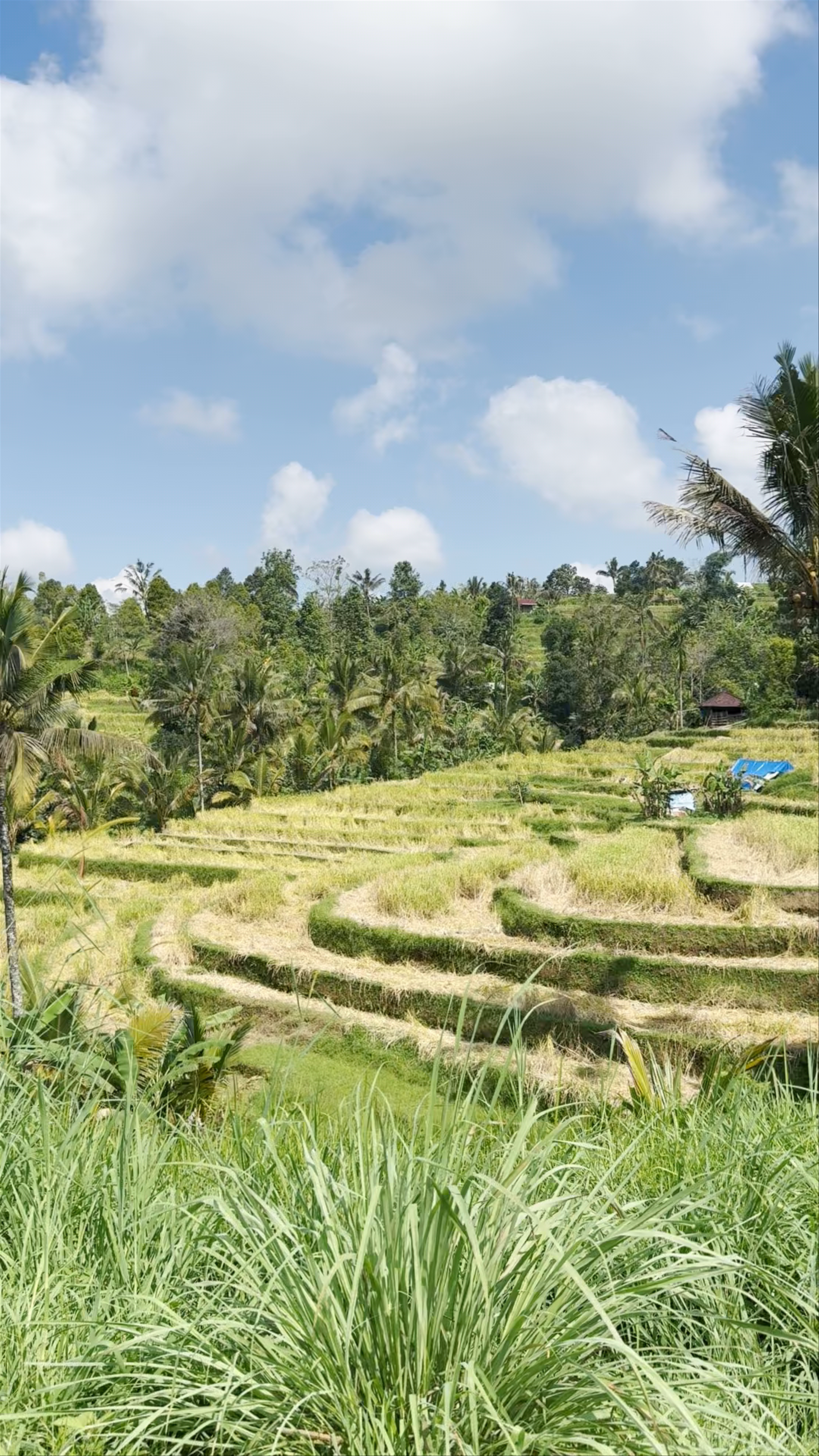 Jatiluwih Rice Terraces