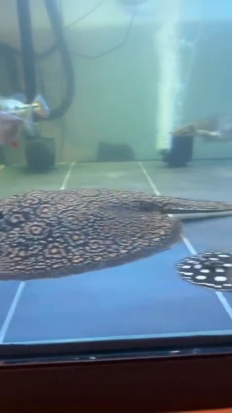 Black diamond stingray