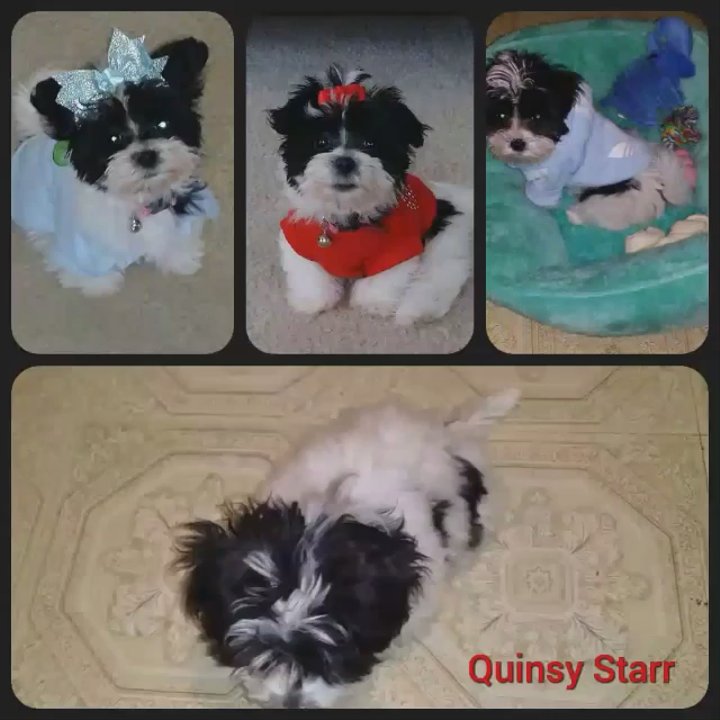 Steph's Bubbles & Bows Pet Grooming Boutique - Outfits by Steph's Bubbles & Bows. - Pet Groomers Near Me - Forest, Virginia