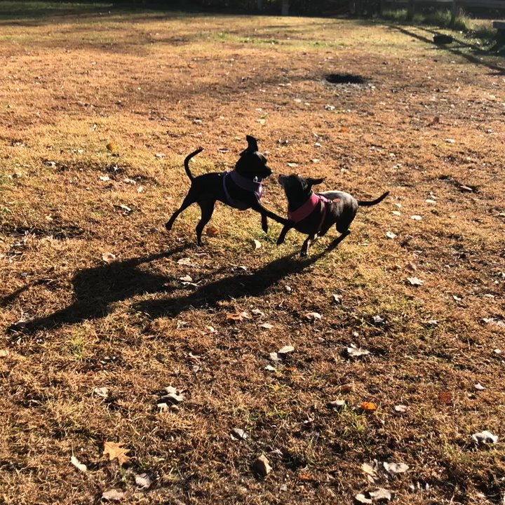 Barre Dog Park - My puppies were so happy they started fighting each other!! - Dog Parks Near Me - Barre, Vermont