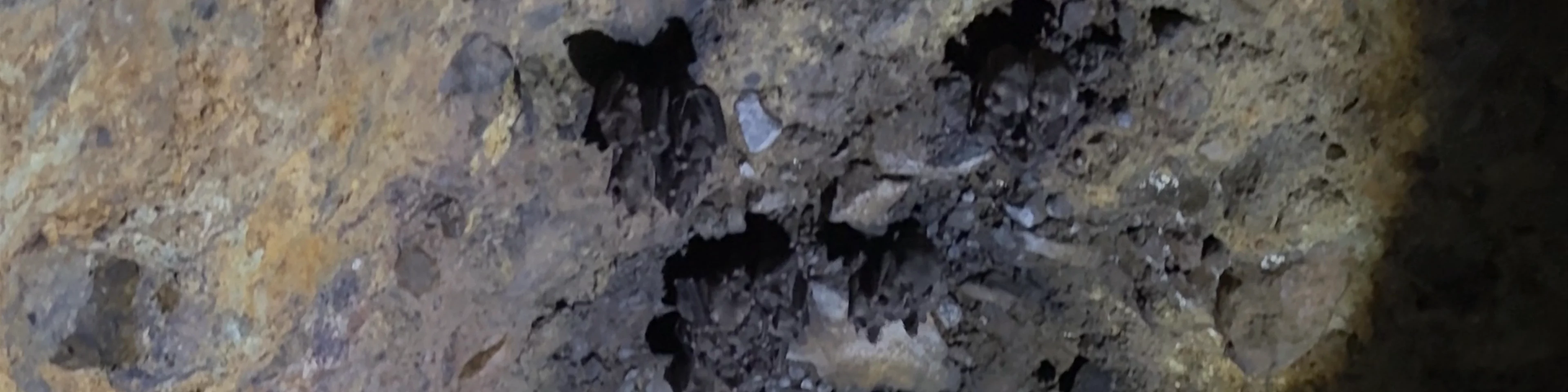 Cueva De Los Murcielagos