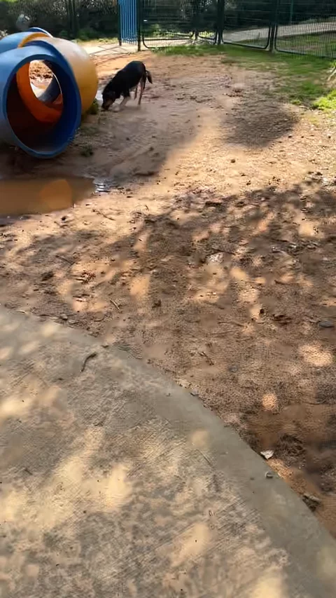 Cute puppy