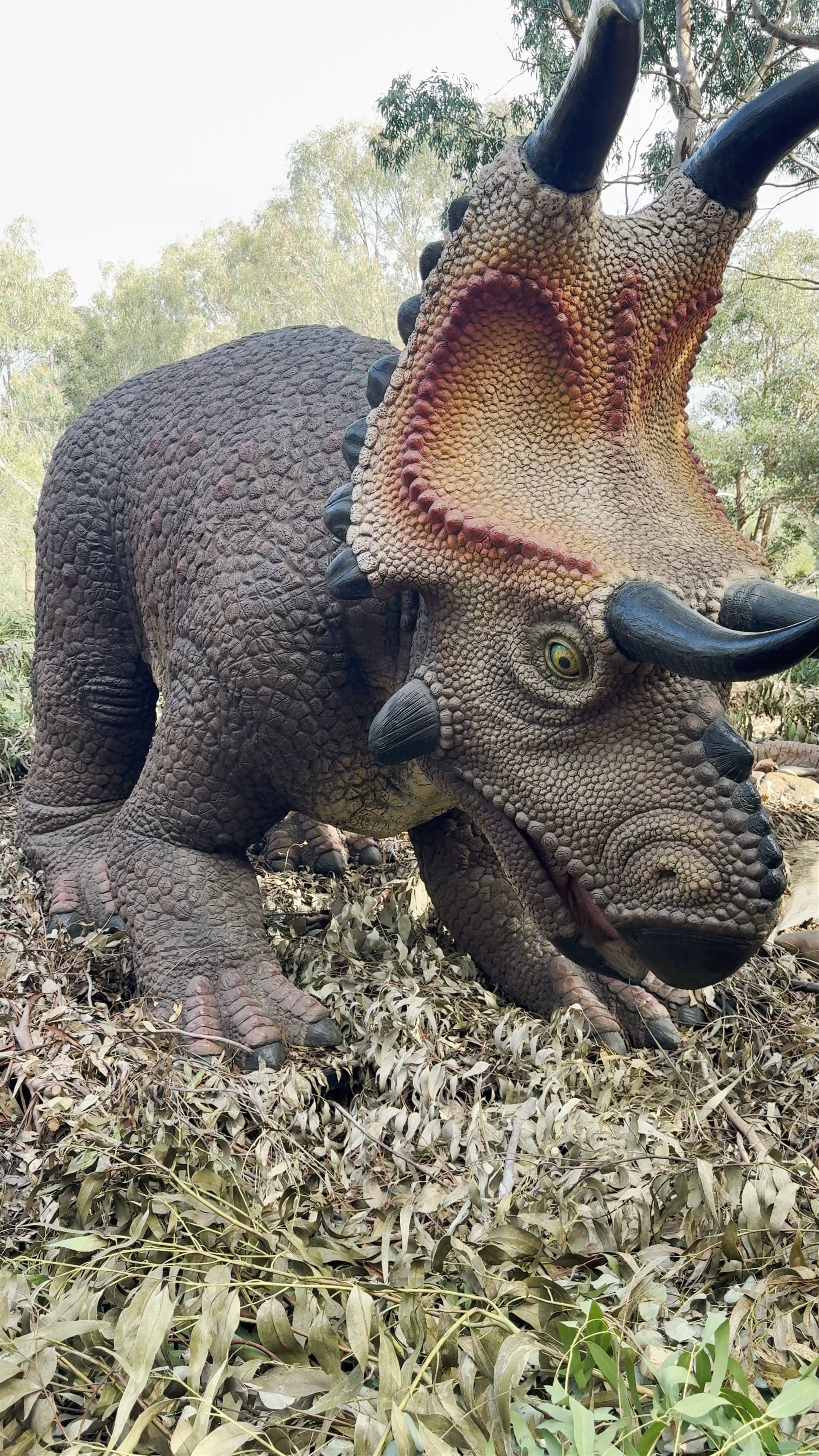 Flat Rocks- Dinosaur Dreaming Fossil Site