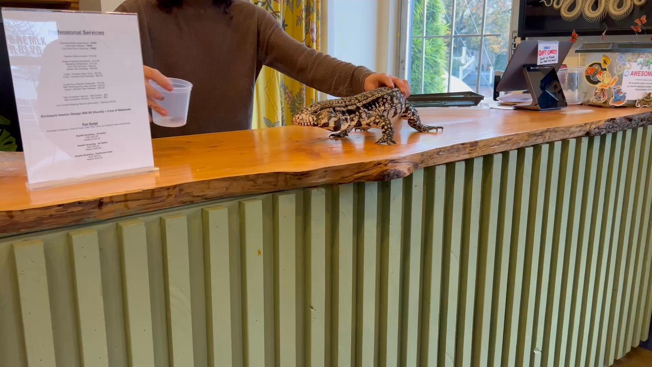 Hisss - Drew was amazing and answered every question my kiddo had. - Reptile Shops Near Me - Portland, Oregon