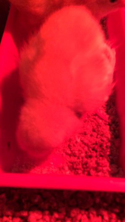 Close Feed & Supply - Here a chick, there a chick - Pet Stores Near Me - Hayward, California