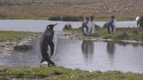 King Penguins on Saint Georgia Island animated gif