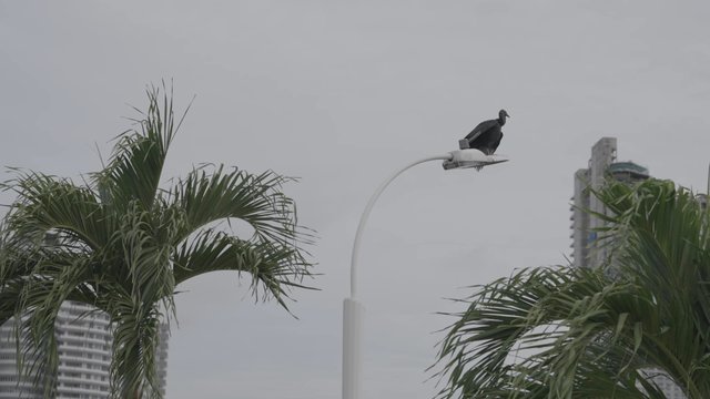 A bird sitting on a streetlight